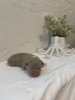 Guapo, a male American Bully for sale in Venice, FL – 4 of 6