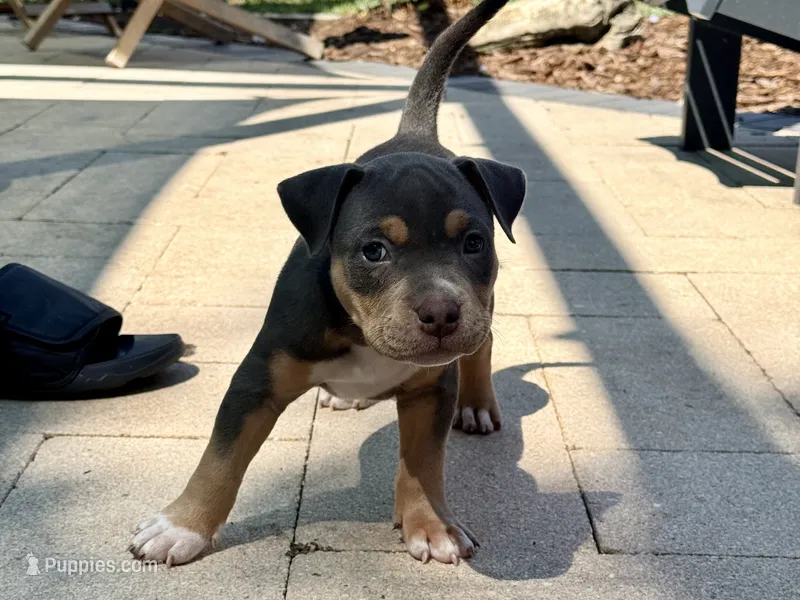 Talulah – American Bully puppy for sale in Venice, FL