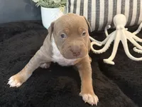 Marina , a female American Bully for sale in Venice, FL – 4 of 10