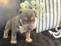 Calypso , a female American Bully for sale in Venice, FL – 6 of 10