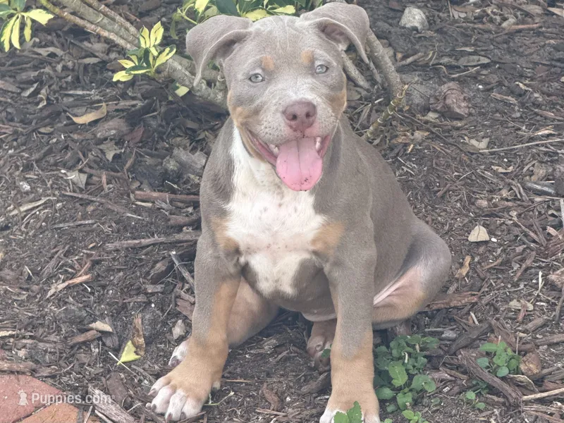 Marina  – American Bully puppy for sale in Venice, FL