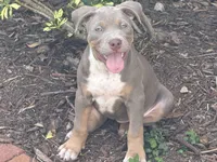 Marina , a female American Bully for sale in Venice, FL – 3 of 10