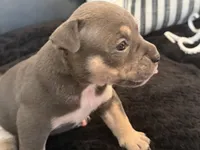 Nixie , a female American Bully for sale in Venice, FL – 6 of 10