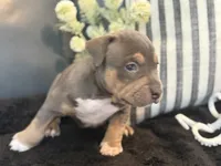 Calypso , a female American Bully for sale in Venice, FL – 4 of 10