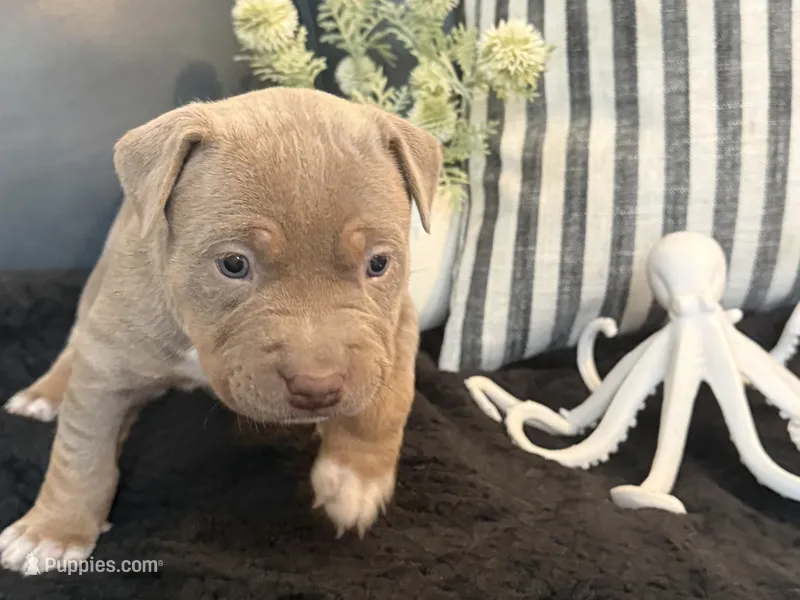 Marina  – American Bully puppy for sale in Venice, FL