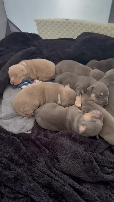 Marina , a female American Bully for sale in Venice, FL – 10 of 10