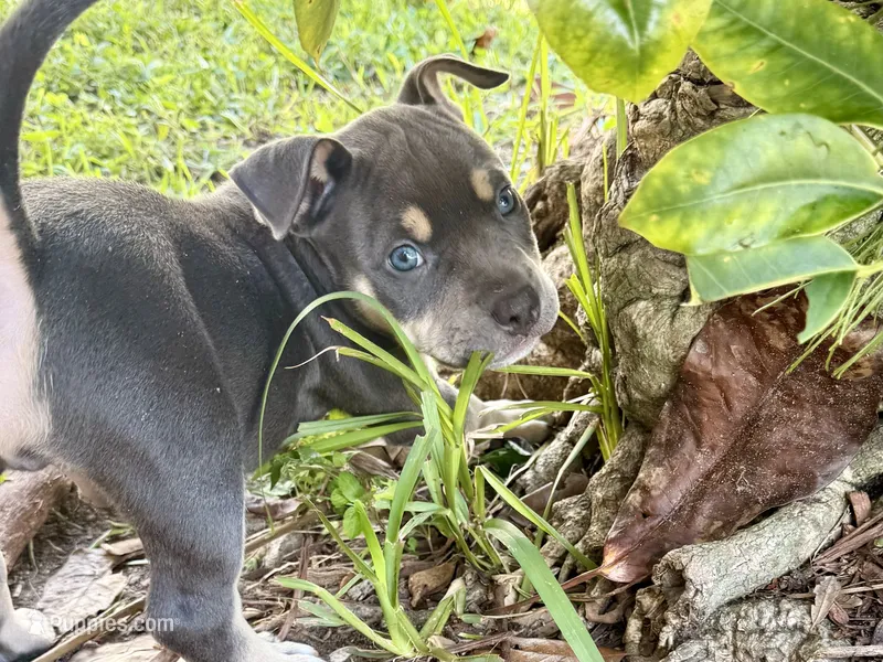Leviathan  – American Bully puppy for sale in Venice, FL