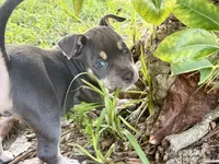Leviathan , a male American Bully for sale in Venice, FL – 1 of 10