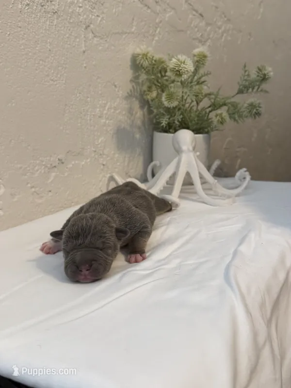 Trident  – American Bully puppy for sale in Venice, FL