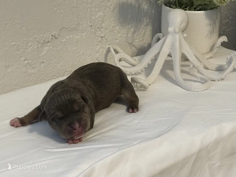 Nixie  – American Bully puppy for sale in Venice, FL