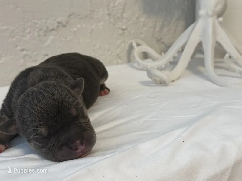 Leviathan  – American Bully puppy for sale in Venice, FL