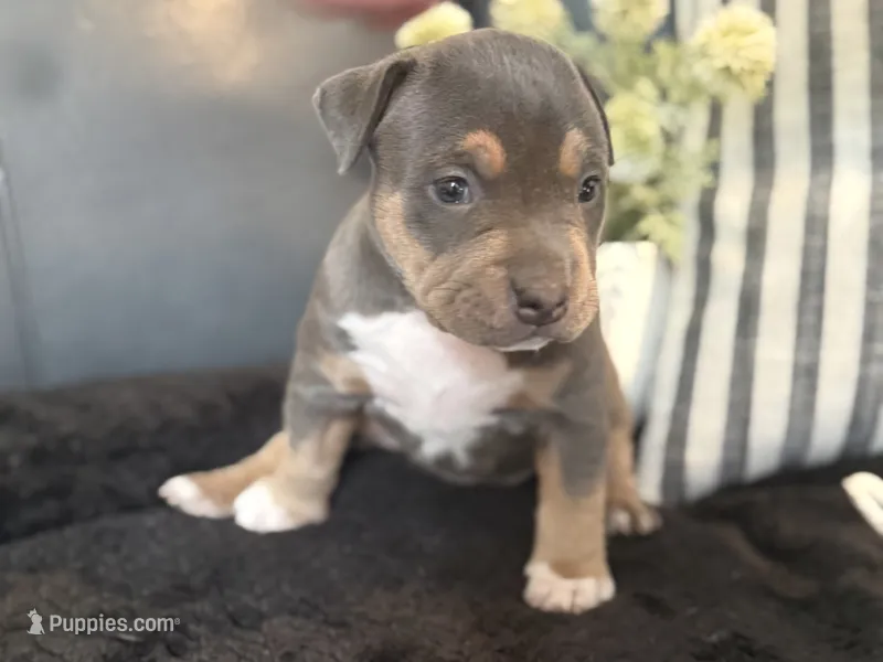 Calypso  – American Bully puppy for sale in Venice, FL