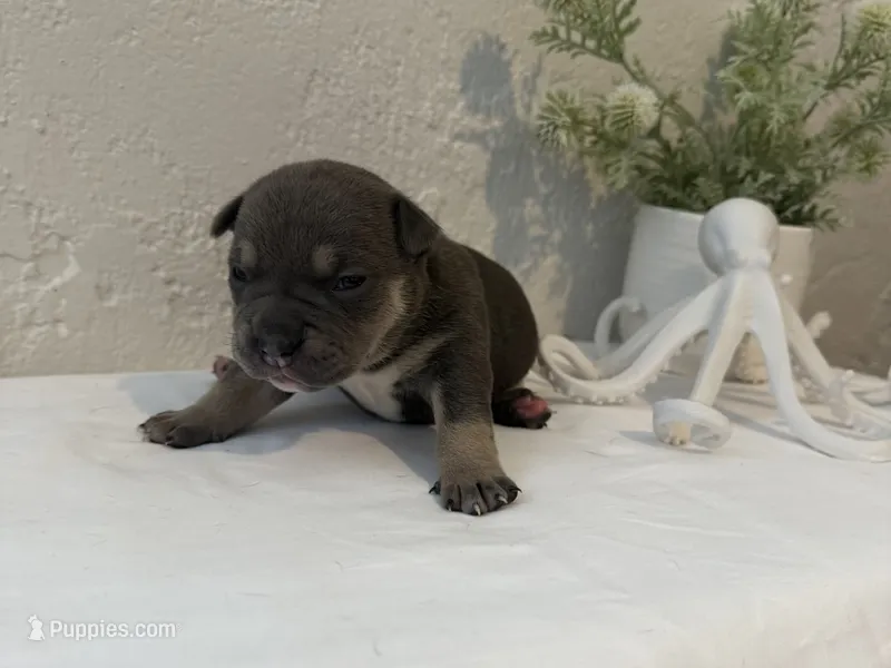 Nixie  – American Bully puppy for sale in Venice, FL