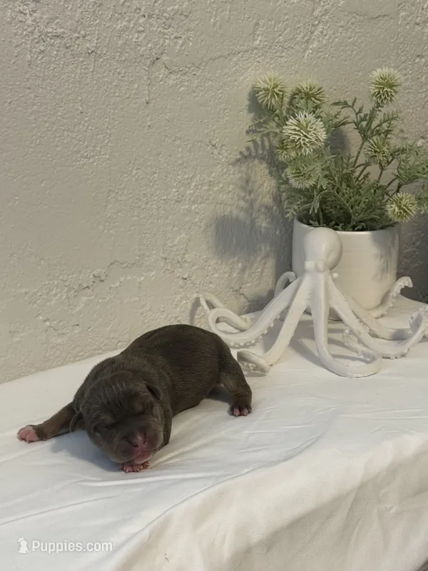 Nixie  – American Bully puppy for sale in Venice, FL