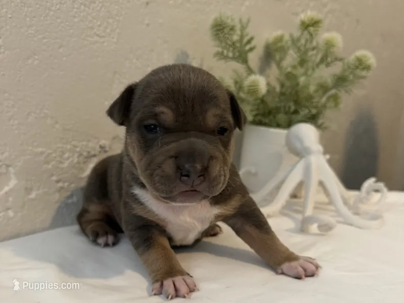 Calypso  – American Bully puppy for sale in Venice, FL