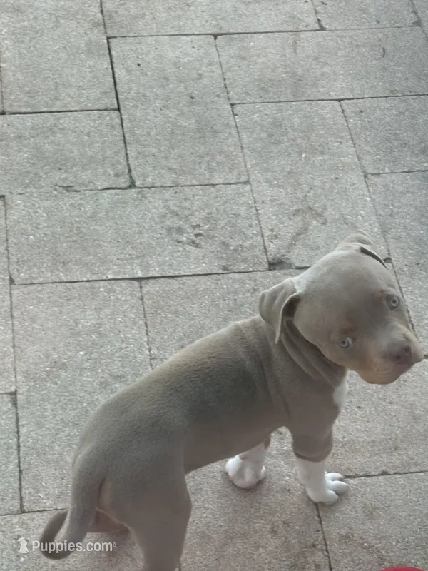 Guapo – American Bully puppy for sale in Venice, FL