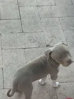 Guapo, a male American Bully for sale in Venice, FL – 1 of 10