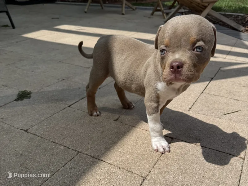 Guapo – American Bully puppy for sale in Venice, FL
