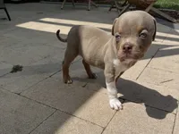 Guapo, a male American Bully for sale in Venice, FL – 2 of 10
