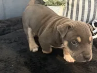 Leviathan , a male American Bully for sale in Venice, FL – 5 of 10