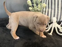 Marina , a female American Bully for sale in Venice, FL – 5 of 10