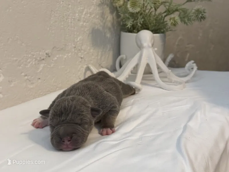 Trident  – American Bully puppy for sale in Venice, FL