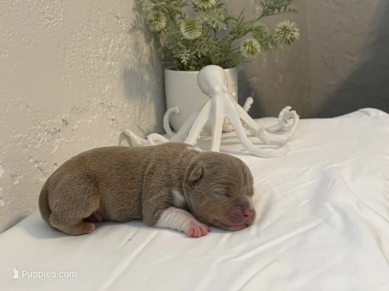 Guapo – American Bully puppy for sale in Venice, FL