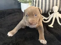 Marina , a female American Bully for sale in Venice, FL – 6 of 10