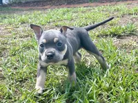 Nixie , a female American Bully for sale in Venice, FL – 3 of 10