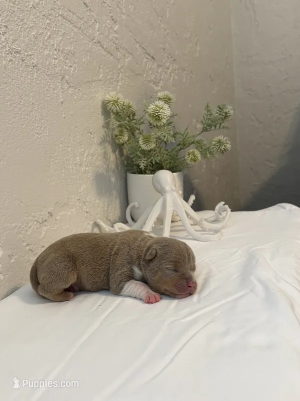 Guapo – American Bully puppy for sale in Venice, FL