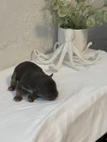 Calypso , a female American Bully for sale in Venice, FL – 2 of 6