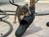 Calypso , a female American Bully for sale in Venice, FL – 2 of 10