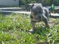 Cove, a male American Bully for sale in Venice, FL – 1 of 10