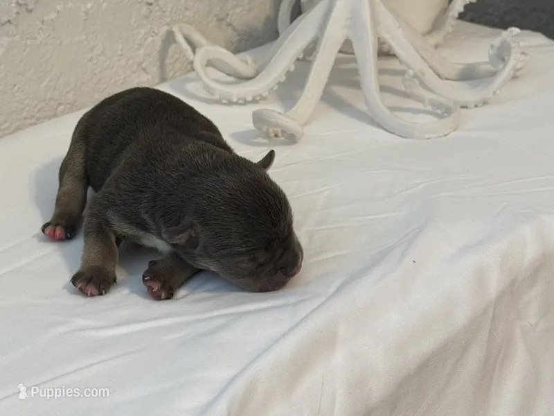 Calypso  – American Bully puppy for sale in Venice, FL