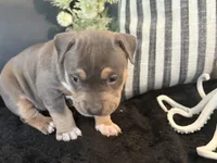 Calypso , a female American Bully for sale in Venice, FL – 5 of 10