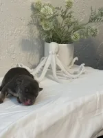 Calypso , a female American Bully for sale in Venice, FL – 4 of 6