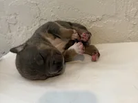 Trident , a male American Bully for sale in Venice, FL – 4 of 8