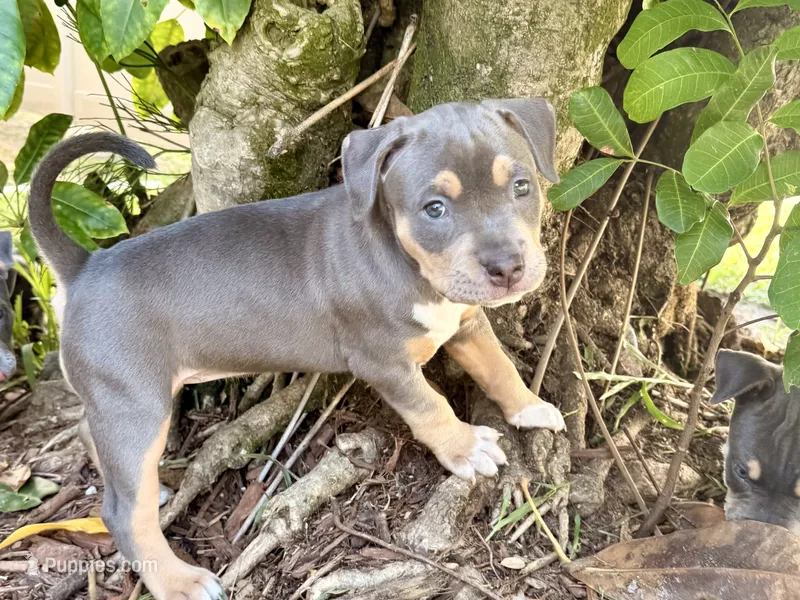 Calypso  – American Bully puppy for sale in Venice, FL
