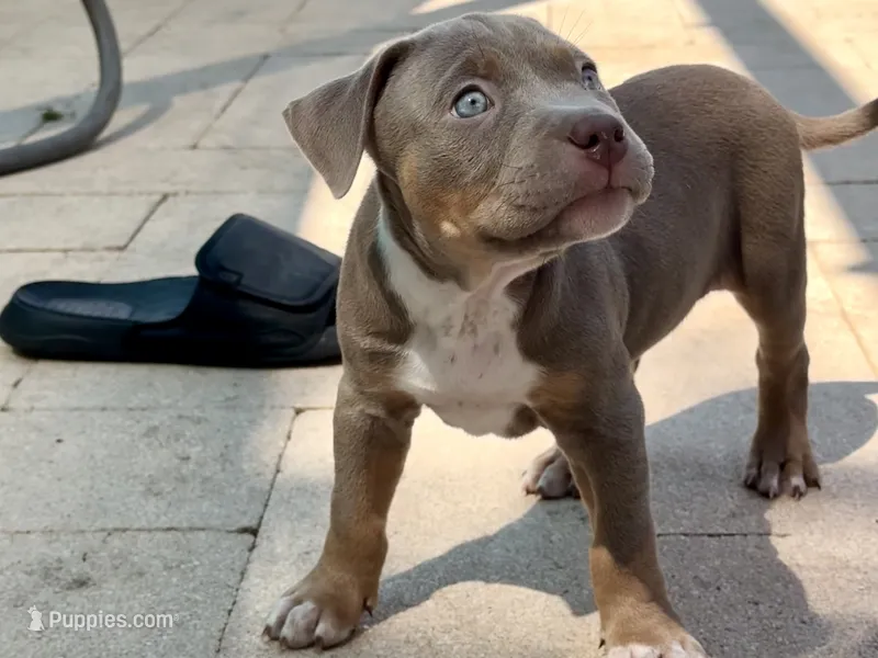 Marina  – American Bully puppy for sale in Venice, FL