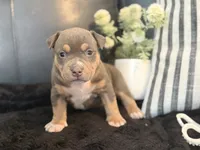 Talulah, a female American Bully for sale in Venice, FL – 4 of 10