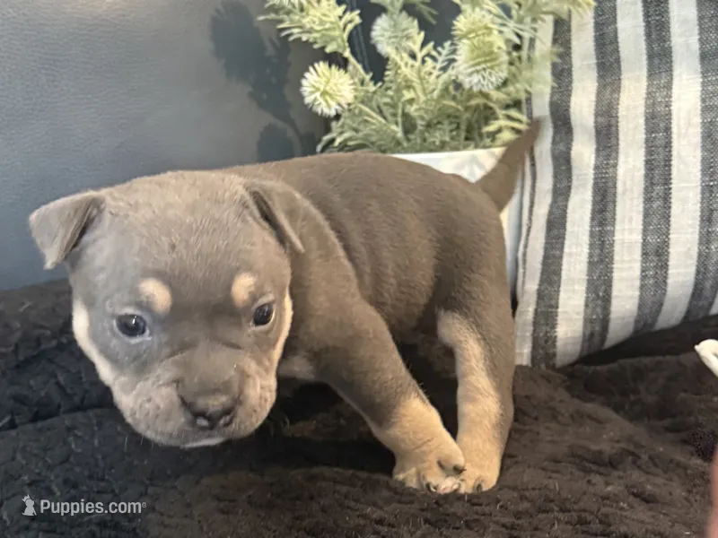 Nixie  – American Bully puppy for sale in Venice, FL