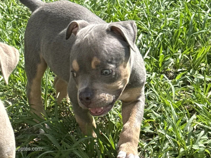Cove – American Bully puppy for sale in Venice, FL