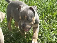 Cove, a male American Bully for sale in Venice, FL – 1 of 10