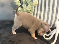 Cove, a male American Bully for sale in Venice, FL – 5 of 10