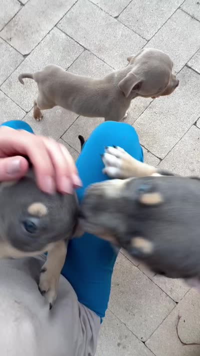 Guapo, a male American Bully for sale in Venice, FL – 10 of 10