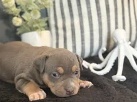 Talulah, a female American Bully for sale in Venice, FL – 6 of 10