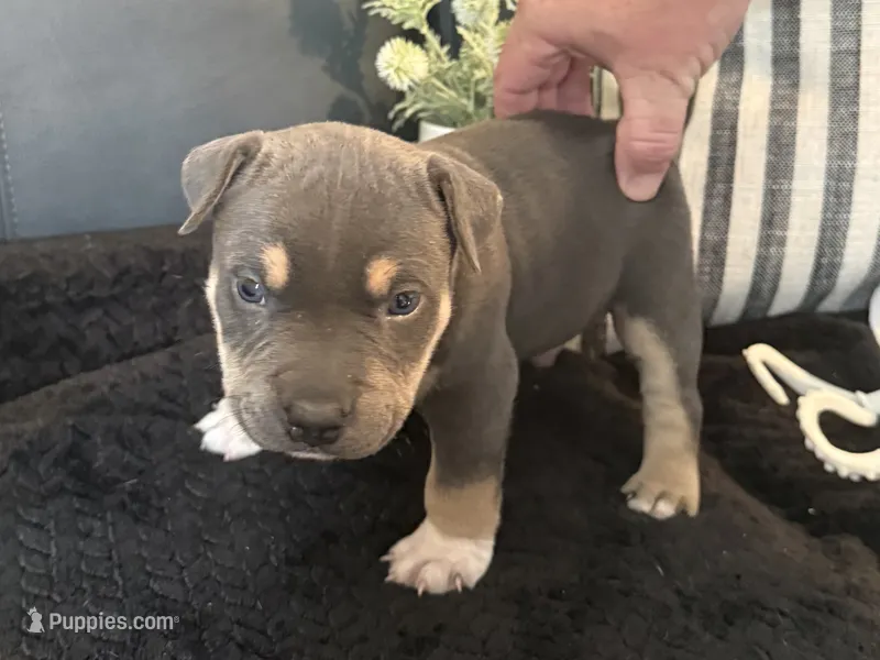 Leviathan  – American Bully puppy for sale in Venice, FL