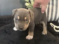 Leviathan , a male American Bully for sale in Venice, FL – 3 of 10