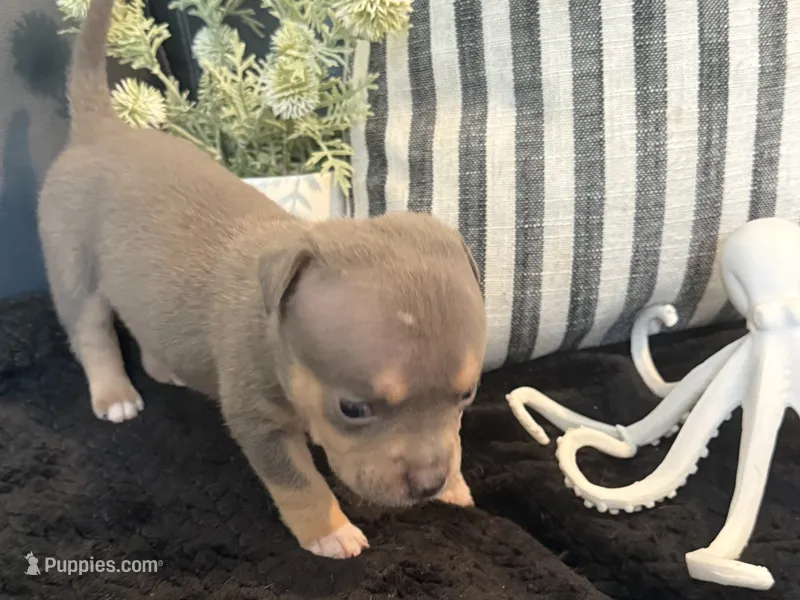 Cove – American Bully puppy for sale in Venice, FL