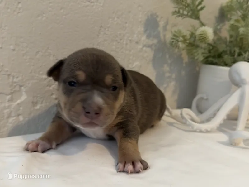 Talulah – American Bully puppy for sale in Venice, FL